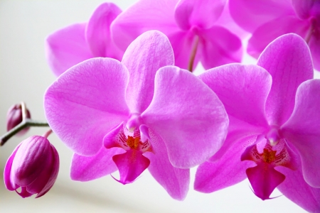Image of beautiful orchidの写真素材
