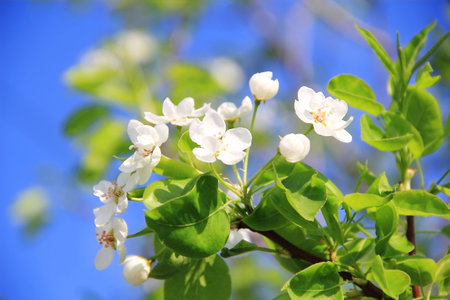 Image of white apple flowers