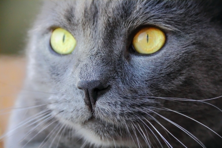 Image of catの写真素材