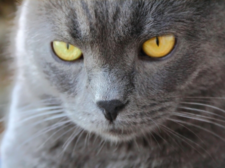 Image of catの写真素材