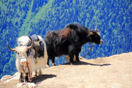 Image of two shaggy yaks in Caucasus mountainsの写真素材