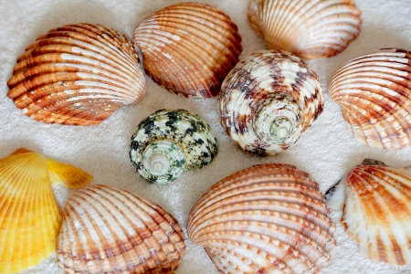 Image of seashells on the blue towelの写真素材