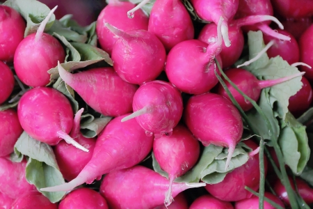 Image of the background fresh red radishの写真素材