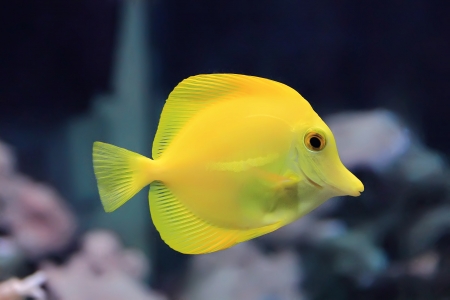 Image of zebrasoma yellow tang fish in aquariumの写真素材