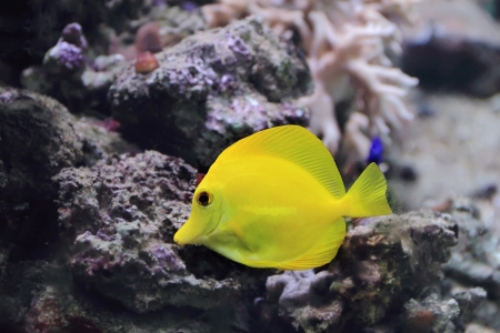 Image of zebrasoma yellow tang fish in aquariumの写真素材
