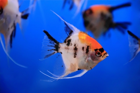 Image of aquarium fish in blue waterの写真素材