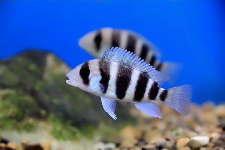 Image of aquarium fish in blue waterの写真素材