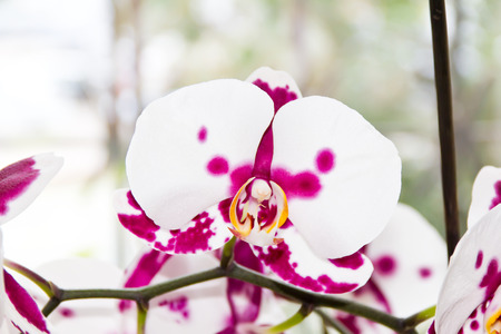 Photo of white orchid on light backgroundの写真素材