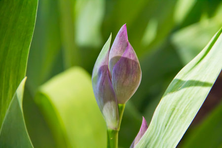 Summer photo of violet flower on green backgroundの写真素材