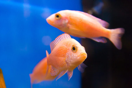 Photo of a aulonocara in blue water