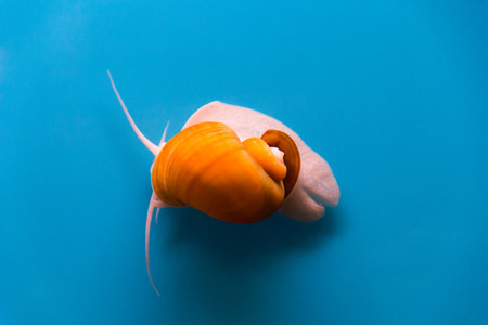 Photo of a small aquarium snail ampulyariyaの写真素材