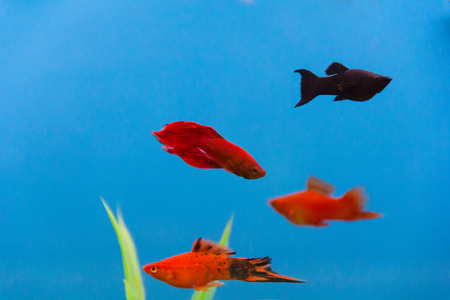 Photo of aquarium cockerel fish in blue waterの写真素材