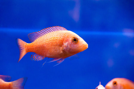 Photo of aulonocara fish in blue waterの写真素材