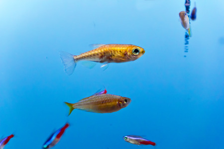 Photo of aquarium fish in blue waterの写真素材