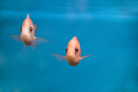 Photo of aquarium fish aulonocara in freshwaterの写真素材