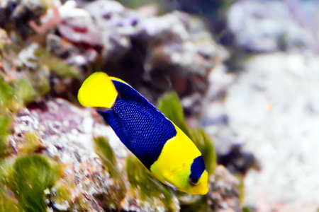 Photo of pomacanthidae angel fish in aquariumの写真素材