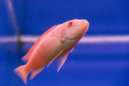 Photo of aquarium fish aulonocara in freshwater
