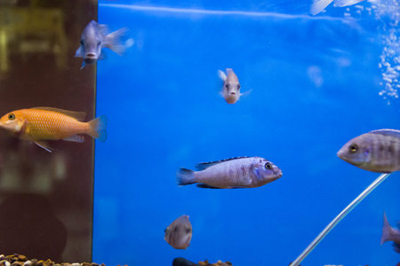 Photo of aulonocara fish in blue water