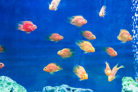 Photo of red parrot cichlid in blue waterの写真素材