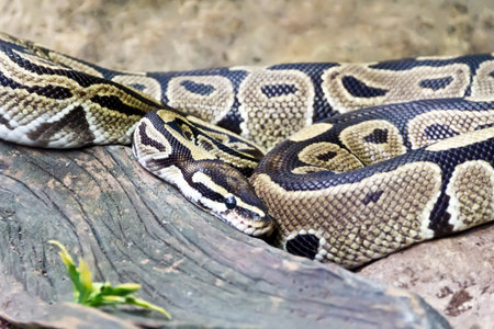 Photo of reticulated python close up in zoo