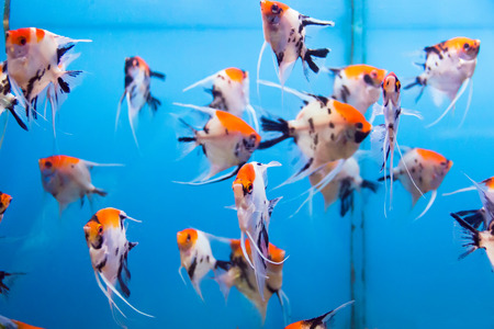 Photo of tropical scalare in blue waterの写真素材