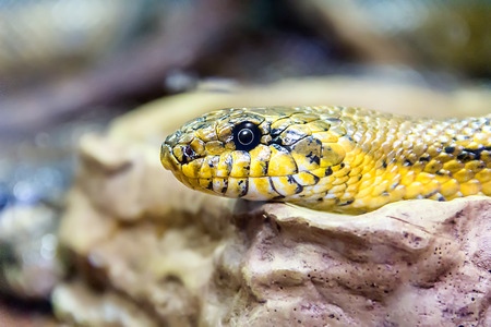 Photo of grass snake close up in zooの写真素材