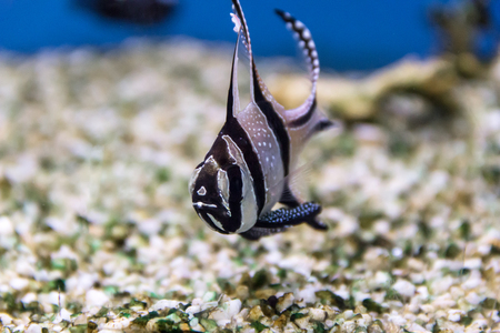 close up shot of the blue fish exotic fish in a tankの写真素材