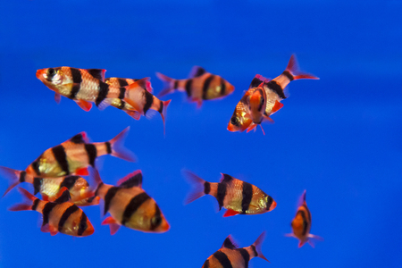 Group of striped fishes swimming in aquarium tankの写真素材