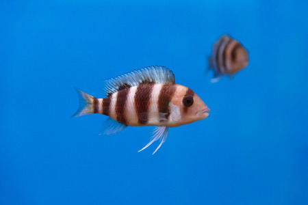 Frontosa fish with black stripes in the waterの写真素材