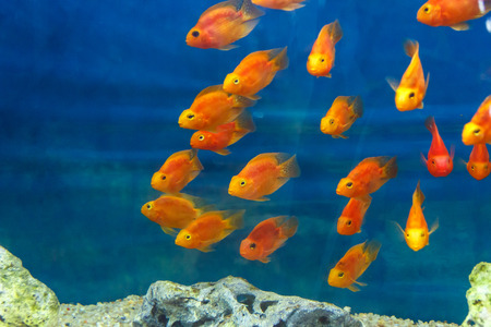 Group of orange red parrot cichlid fishes on blue backgroundの写真素材