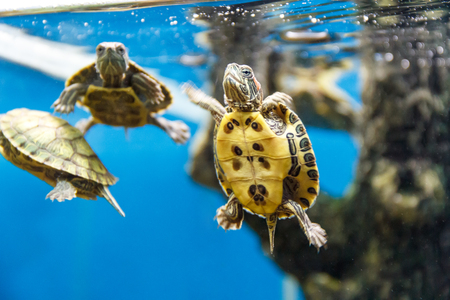 Several turtles swimming in the aquarium tankの写真素材