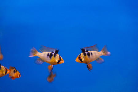 Two fighters fishes with black stripes swimming in aquariumの写真素材