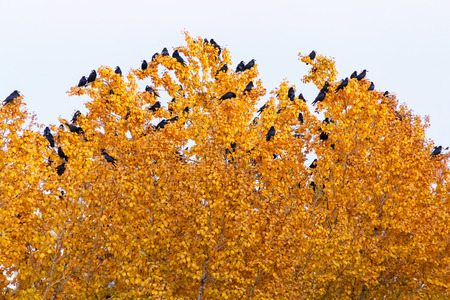 Group of black birds sitting on top yellow treeの写真素材