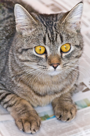 Photo of domestic tiger cat with yellow eyesの写真素材