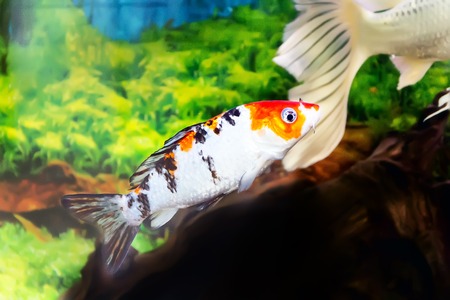 Photo of fish Cyprinus carpio koi in aquariumの写真素材