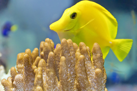 Photo of goldfish zebrasoma flavescens in zoo on aquarium bottomの写真素材