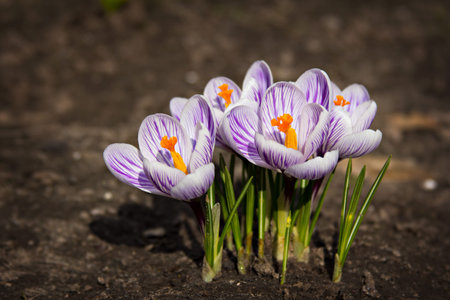 crocus flowers on the sunshine