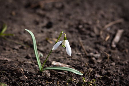 snowdrop growing out of the groundの写真素材