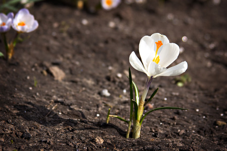 crocus flower growing out of the groundの写真素材
