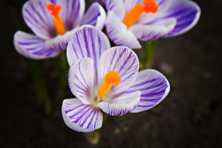crocus flower growing out of the garoundの写真素材