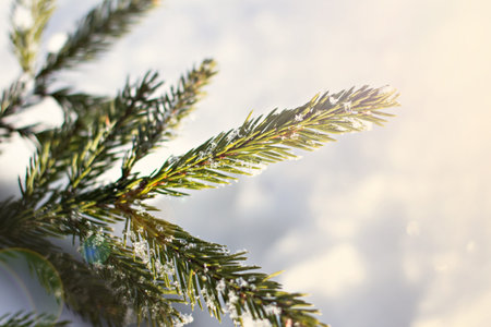 Spruce branches in the snow. Christmas tree on white.  Christmas Holidays Background