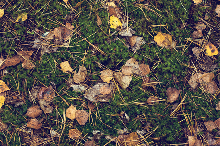 Moss and autumn leaves on the ground. Autumn forest. Autumn background.の写真素材