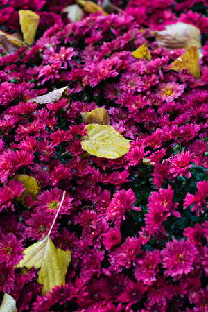 Flowers, flowers chrysanthemum, Chrysanthemum wallpaper, chrysanthemums in autumn.   Beautiful chrysanthemum as background picture.の写真素材