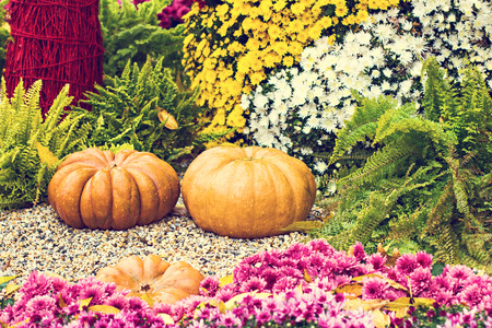 Pumpkins. Autumn decoration of the garden, autumn decor. Pumpkins and autumn flowers. Halloween, Thanksgiving, decoration of the house and garden for the holiday.の写真素材