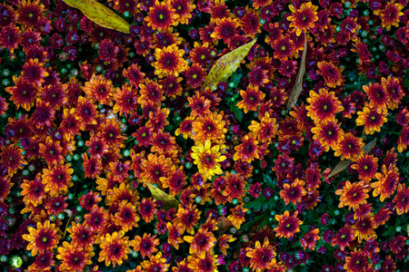 Flowers, flowers chrysanthemum, Chrysanthemum wallpaper, chrysanthemums in autumn.   Beautiful chrysanthemum as background picture.の写真素材