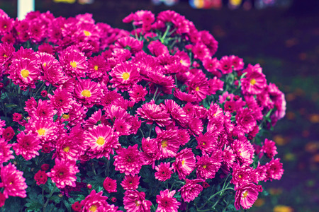 Flowers, flowers chrysanthemum, Chrysanthemum wallpaper, chrysanthemums in autumn.   Beautiful chrysanthemum as background picture.の写真素材