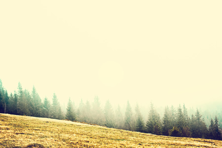 Landscape in the mountains in the fog. Carpathian mountains. The tops of trees sticking out of the fog.の写真素材