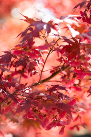 Red maple leaves in warm autumn in the sun.