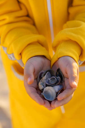 Child's hands close-up. The child holds seashells collected on the beach in hands. Vertical.の写真素材