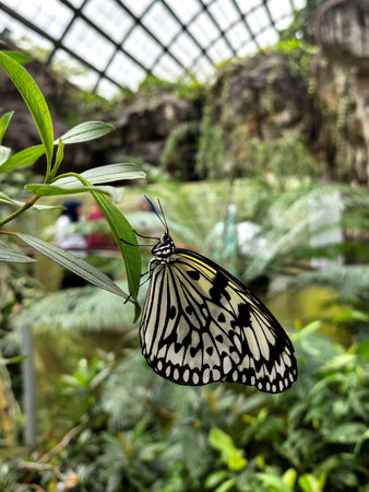 A beautiful Paper Kite butterfly (Idea leuconoe) rests on a green leaf, elegant black and white...
